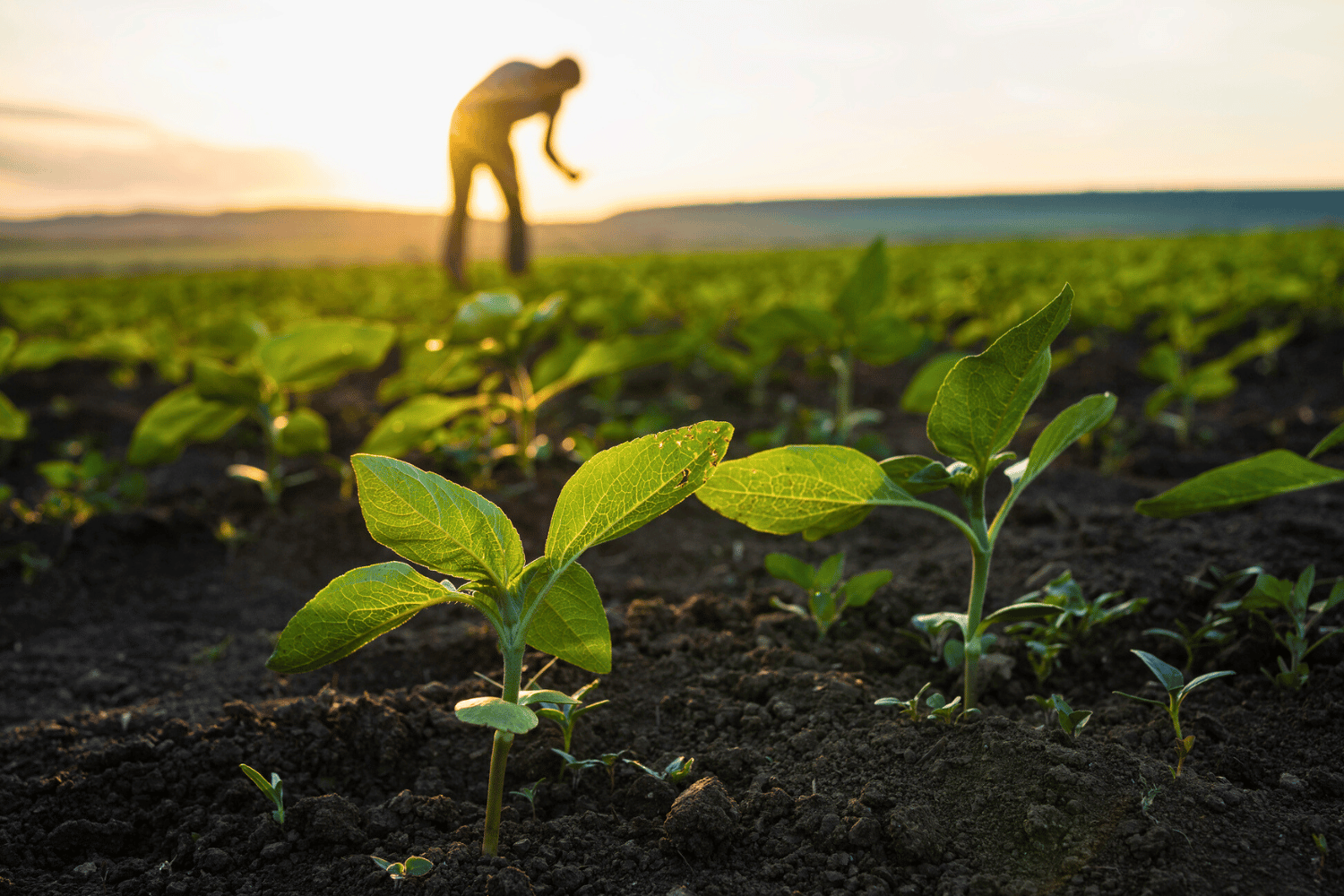 Close-up of young green plants growing in dark soil, with a blurred figure of a person tending to the field in the background during sunset.