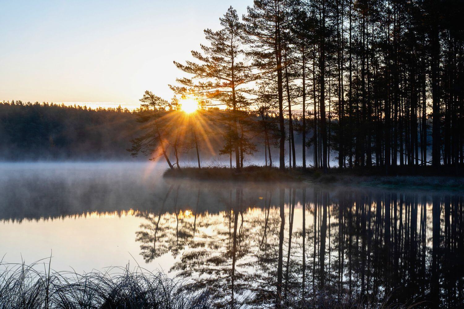 Sunrise breaking through pine trees beside a calm, misty lake at dawn, with the trees reflected in still water.