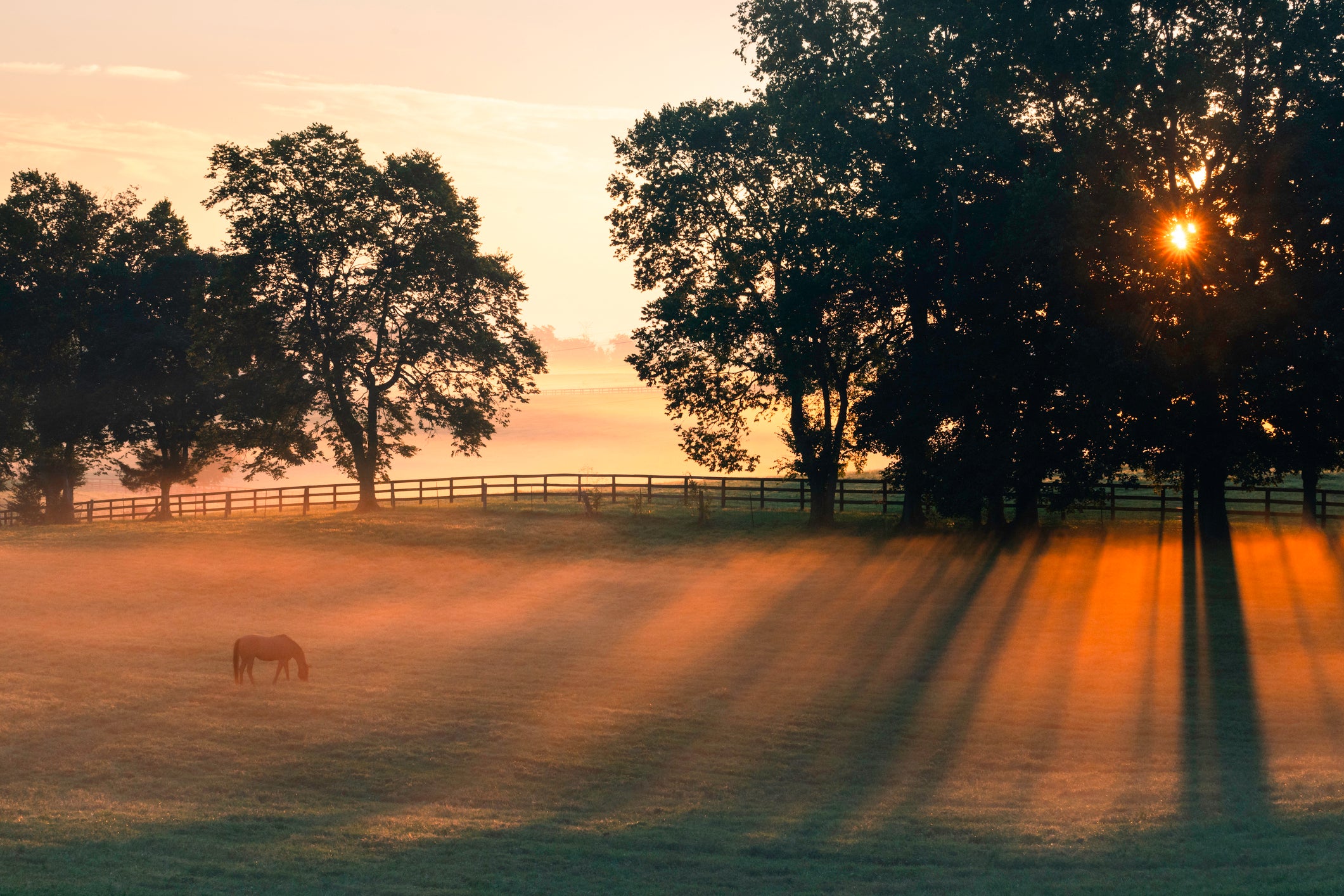 A peaceful rural scene in Kentucky at sunrise, with golden sunlight streaming through tall trees and casting long shadows across a misty pasture. A horse grazes quietly in the open field, enclosed by a wooden fence. The sky is softly lit in warm tones of orange and pink, adding to the tranquil atmosphere.