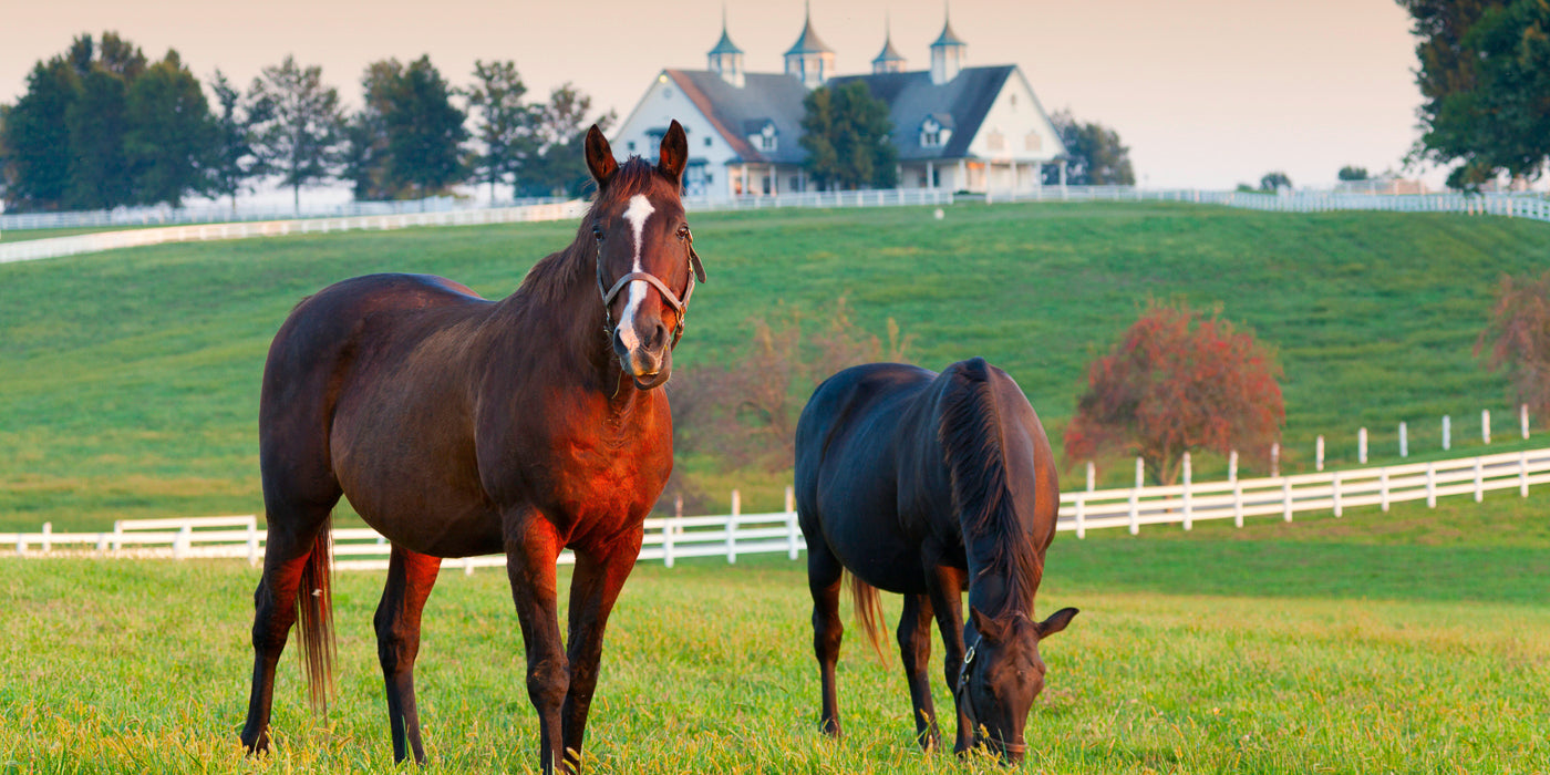Two horses stand in a lush green pasture in Lexington, Kentucky. One horse faces the camera while the other grazes. In the background, a white fence runs along gently rolling hills, leading up to a large barn-style building with cupolas and dormer windows, surrounded by trees. The warm lighting suggests early morning or late afternoon.