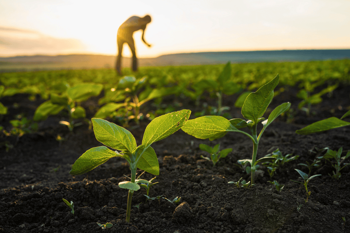 Close-up of young green plants growing in dark soil, with a blurred figure of a person tending to the field in the background during sunset.