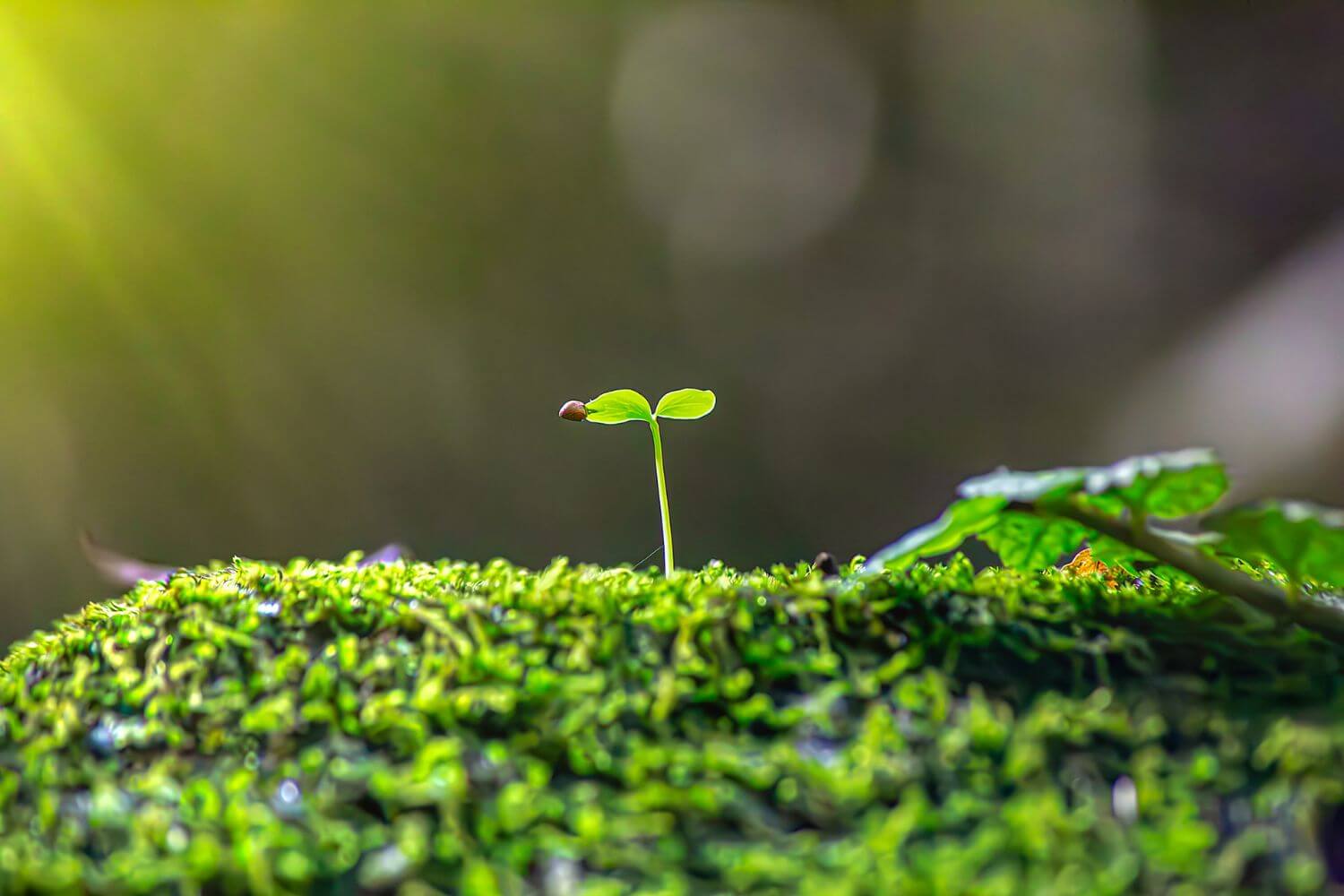 Single green seedling sprouting from moss-covered ground with warm sunlight in a forest