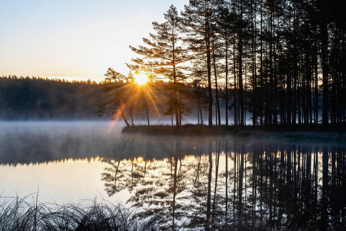 Sunrise breaking through pine trees beside a calm, misty lake at dawn, with the trees reflected in still water.